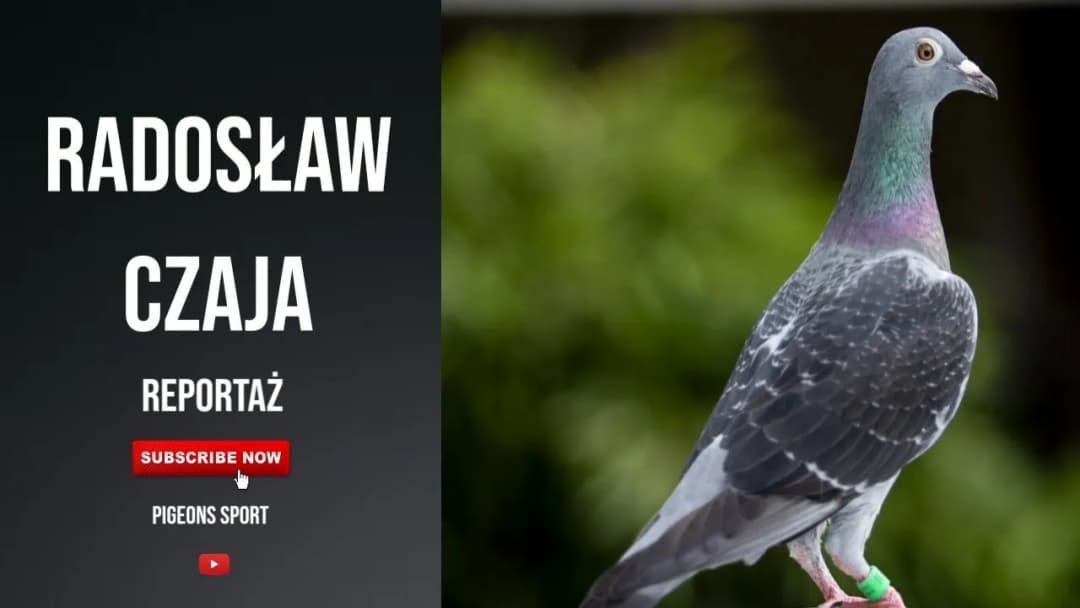 Filmy o gołębiach pocztowych: emocje, rywalizacja i pasja w kinie